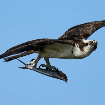 Ospreys Are Vanishing Along the East Coast as a Crucial Food Source Disappears