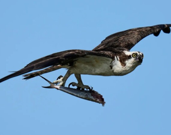 Ospreys Are Vanishing Along the East Coast as a Crucial Food Source Disappears
