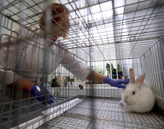 U.S. Accelerates Shift Away From Animal Testing as AI and Human-Based Models Reshape Drug Research 