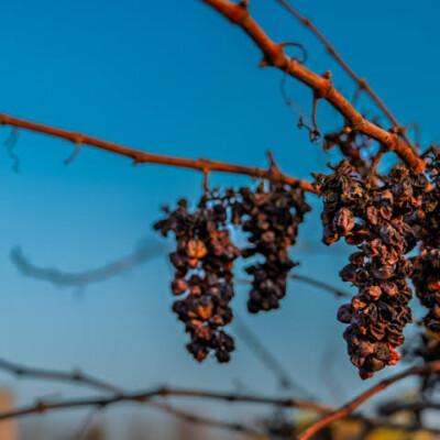 A 1,600-Ton Grape Glut Exposes a Growing Crisis for America’s Fruit Farmers